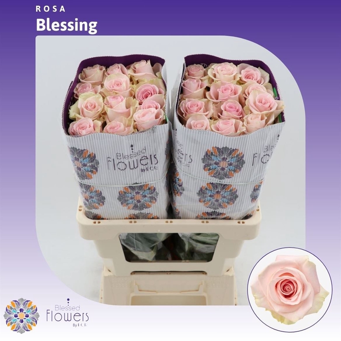 <h4>Rosa gr Blessing</h4>