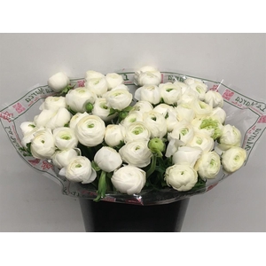 Ran Su Sr Alaska Super