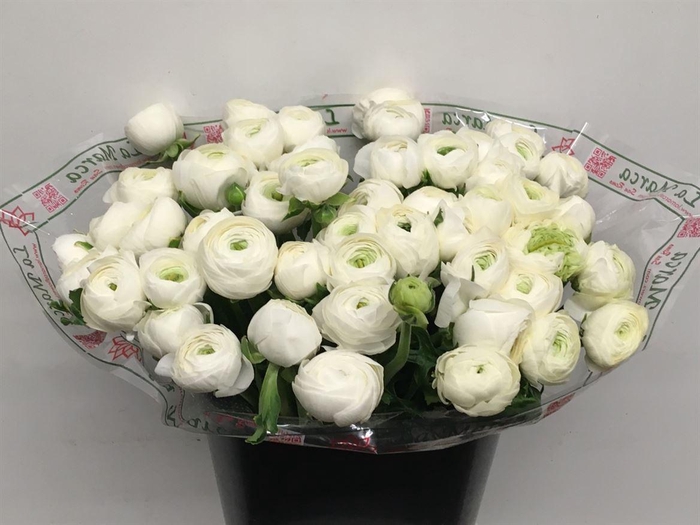 Ran Su Sr Alaska Super