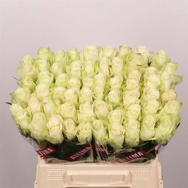 <h4>R GR ATHENA</h4>