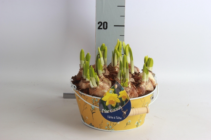 <h4>ARR NARCISSUS</h4>