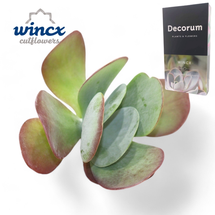 <h4>Kalanchoe Thyrsiflora Cutflower Wincx-10cm</h4>