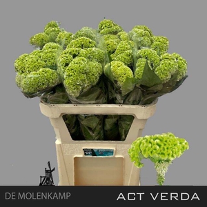 Cel C Act Verda