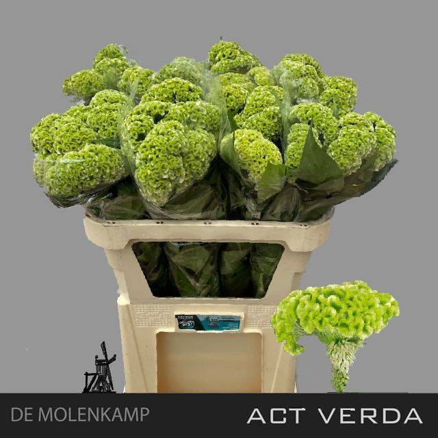 <h4>Cel C Act Verda</h4>