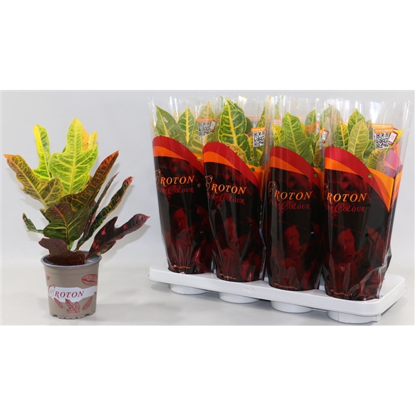 <h4>Croton 2 soorten mix Excellent en Petra "Sunshiners®"</h4>