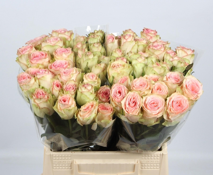 <h4>R GR ESPERANCE</h4>