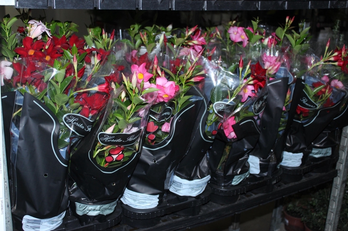 <h4>DIPLADENIA P15</h4>