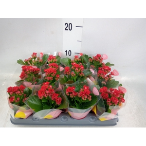 Kalanchoe  'Danielle'