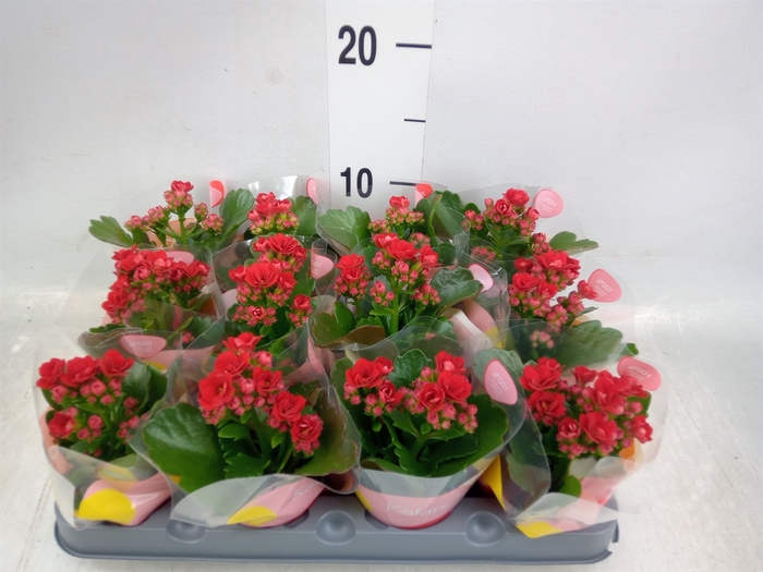 <h4>Kalanchoe  'Danielle'</h4>