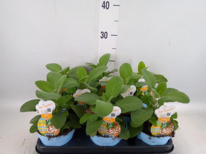 <h4>Salvia officinalis 'Berggarten'</h4>