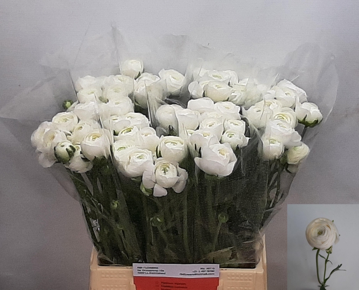 <h4>RAN AM SNOWFLAKE</h4>