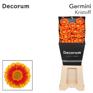 Germini Kristoff Diamond