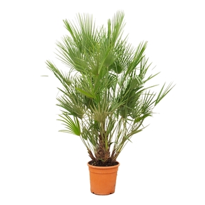 Chamaerops Humilis - 190cm