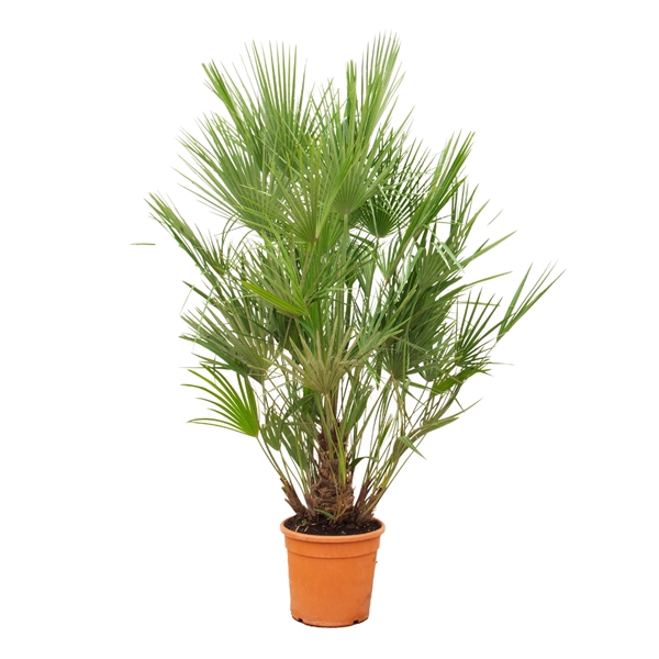 <h4>Chamaerops Humilis - 190cm</h4>