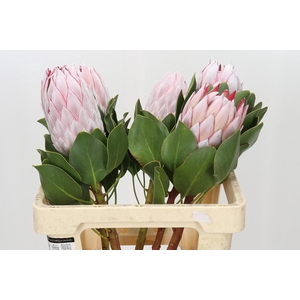 Protea Cynaroides