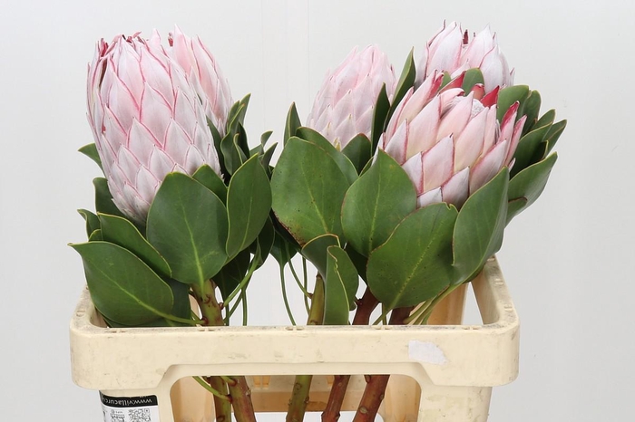 <h4>Protea Cynaroides</h4>