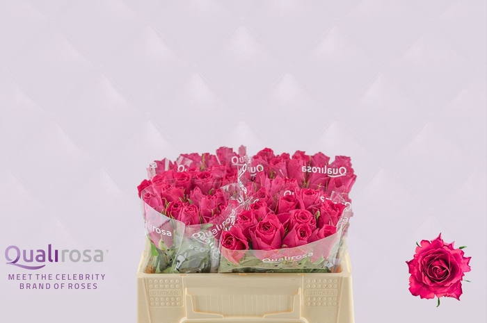 <h4>R Gr Madam Cerise</h4>