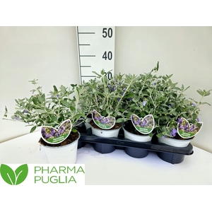 TEUC FRUTICANS
