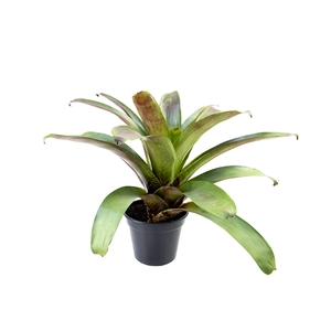 BROMELIA IMPERIAL P27 VERDE/VERMELHO