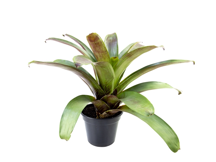 BROMELIA IMPERIAL P27 VERDE/VERMELHO