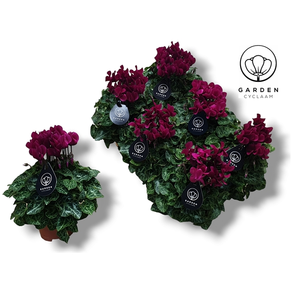 <h4>Cyclamen GARDEN PAARS</h4>