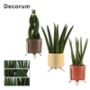 Sansevieria Cylindrica 6 cm mix in Luca (Nature Love-collection)