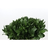 Ruscus aculeatus   ...groot blad