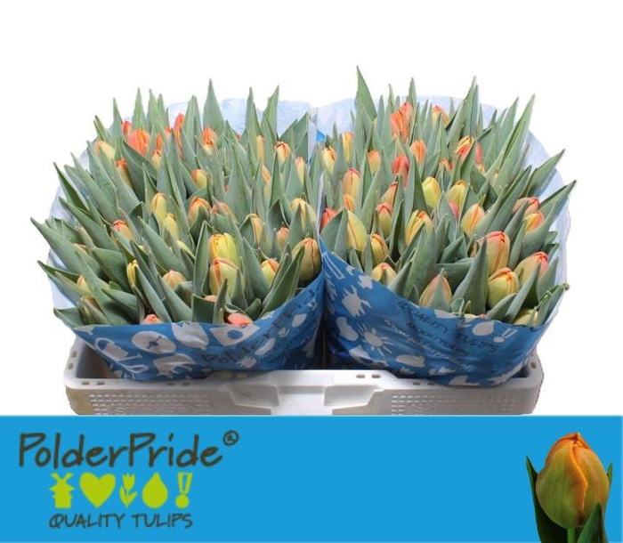 <h4>TU DU ICOON</h4>