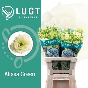 Lisianthus Alissa Green 996