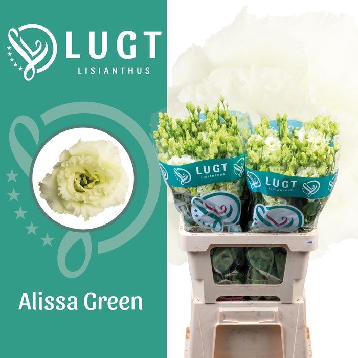 <h4>Lisianthus Alissa Green 996</h4>