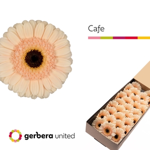 Germini Cafe Doos