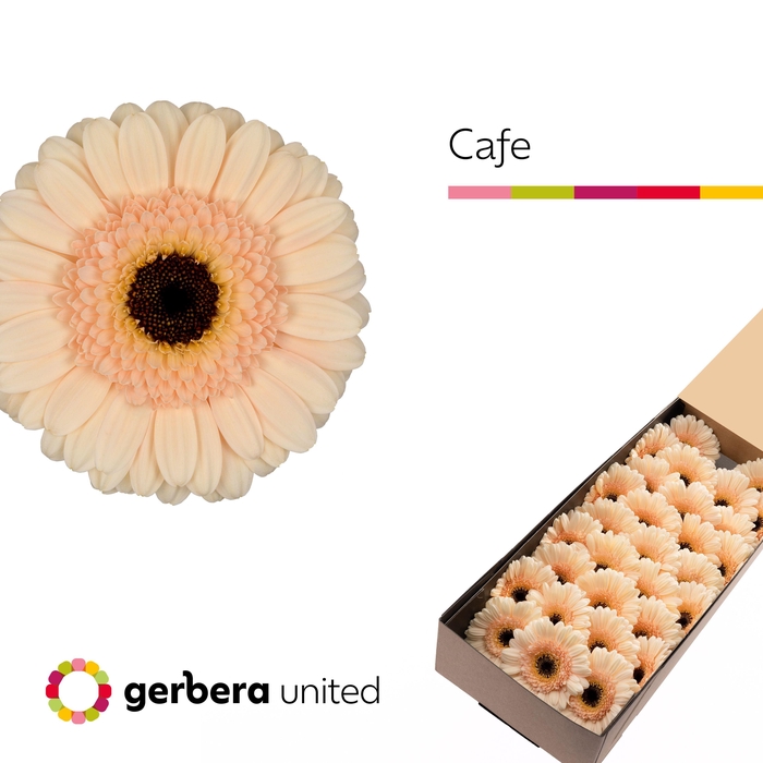 <h4>Germini Cafe Doos</h4>