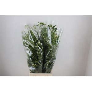 Jasmijn Ranken P Bunch