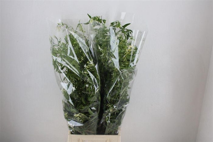 <h4>Jasmijn Ranken P Bunch</h4>