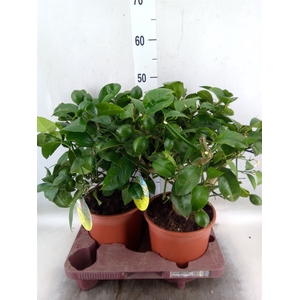 Citrus meyeri 'Meyer'