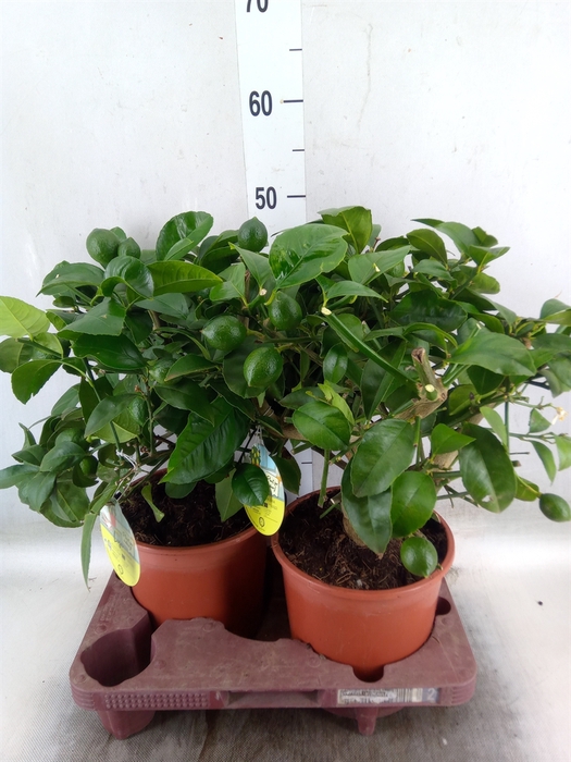 <h4>Citrus meyeri 'Meyer'</h4>