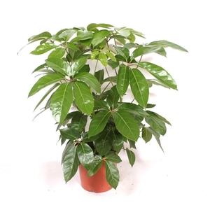 Schefflera actinophylla 'Amate'