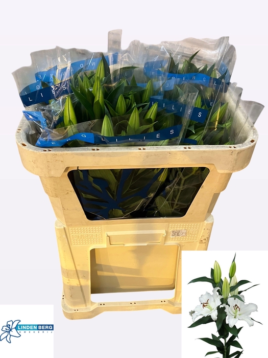 <h4>LI OR HELVETIA</h4>