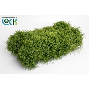 Rhipsalis Baccifera Oasis
