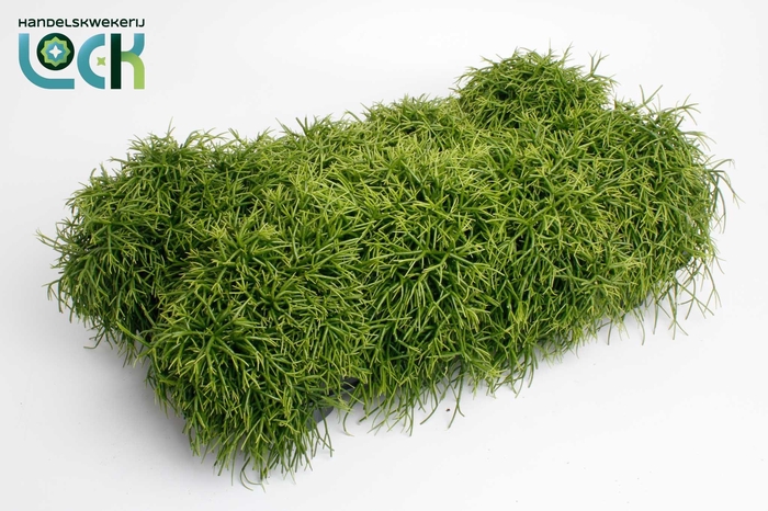 <h4>Rhipsalis Baccifera Oasis</h4>