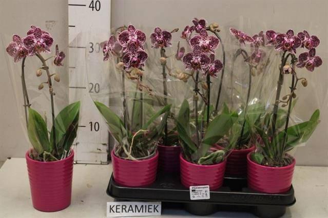 <h4>ARR PHAL 1 TAK</h4>