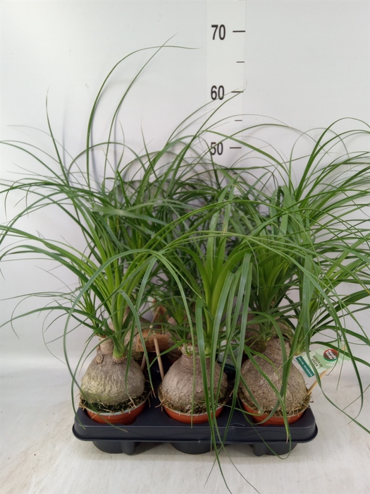 <h4>Beaucarnea recurvata</h4>