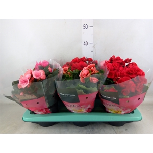 Begonia elat. DU   ...mix