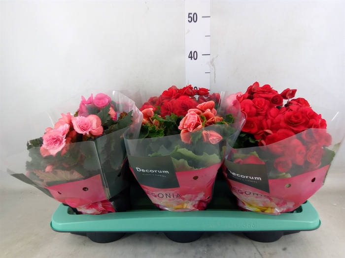 <h4>Begonia elat. DU   ...mix</h4>