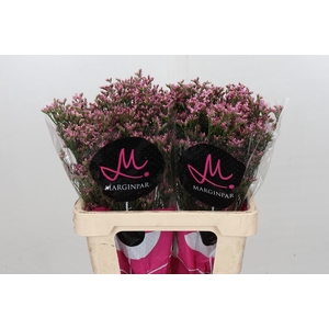 Limonium Anouchka Diamond