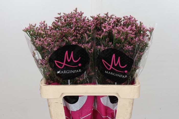 <h4>Limonium Anouchka Diamond</h4>