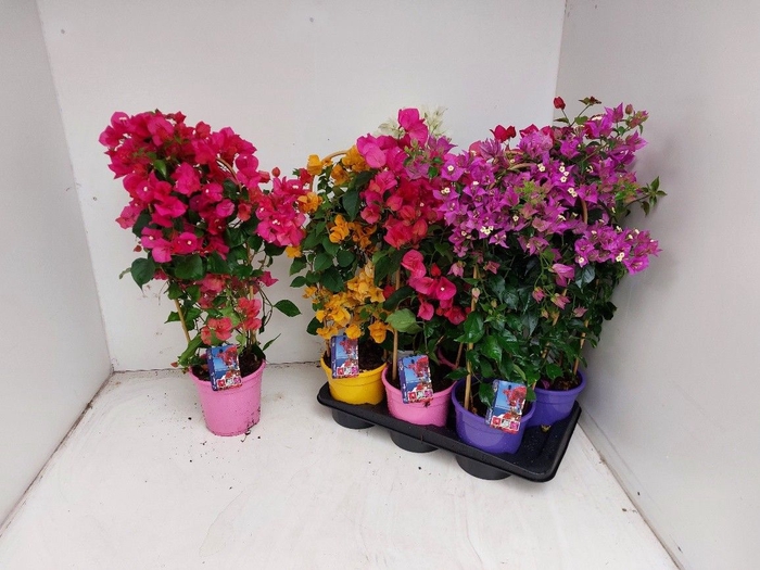 <h4>BOUGAINV DANIA</h4>
