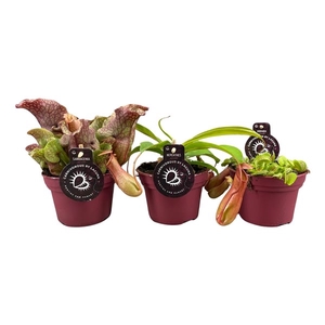 Vleesetende planten mix | 2 Nepenthes, 2 Sarracenia, 2 Dionaea