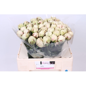 Paeonia Odile | Heavy Quality