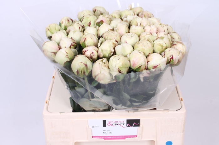 <h4>Paeonia Odile | Heavy Quality</h4>